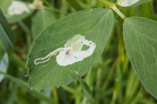 Agromyza nana